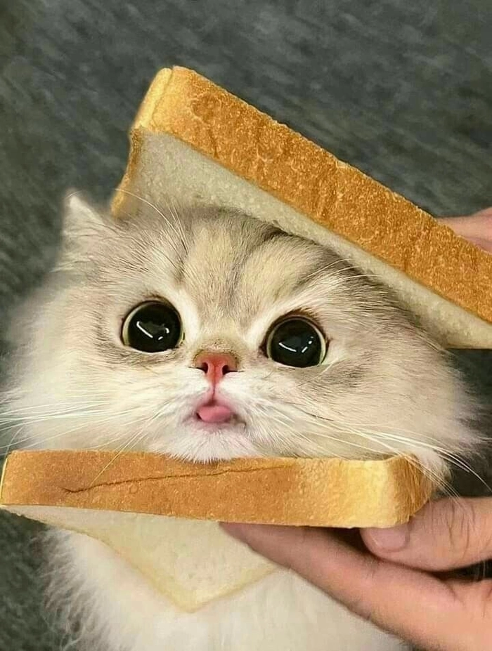 aesthetic animal pfp