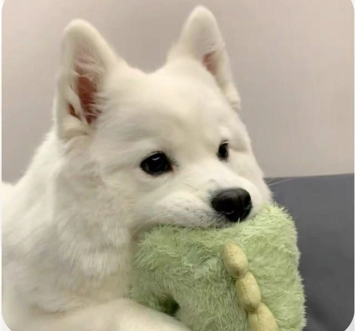 aesthetic cute dog pfp