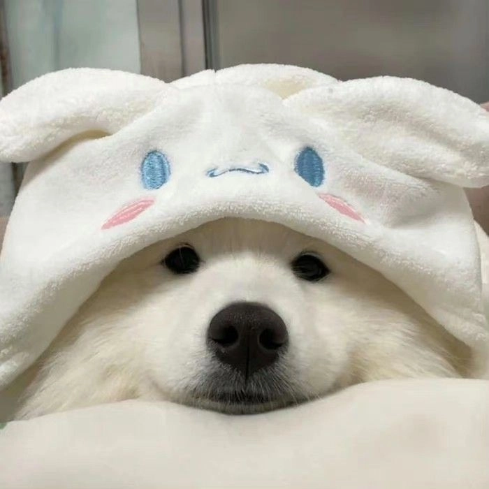 aesthetic dog pfp