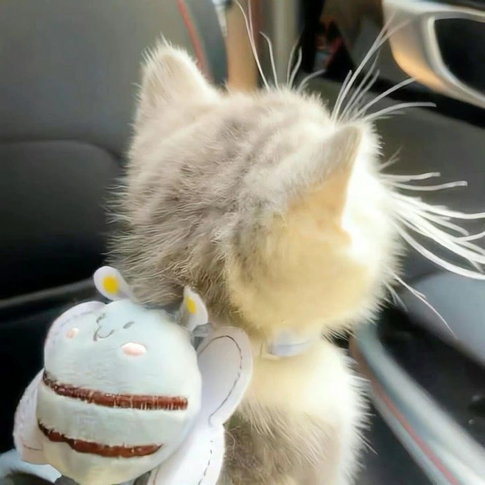 aesthetic pfp cute cat pfp