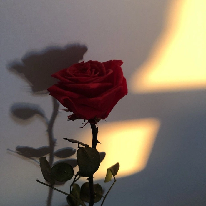 aesthetic red rose pfp