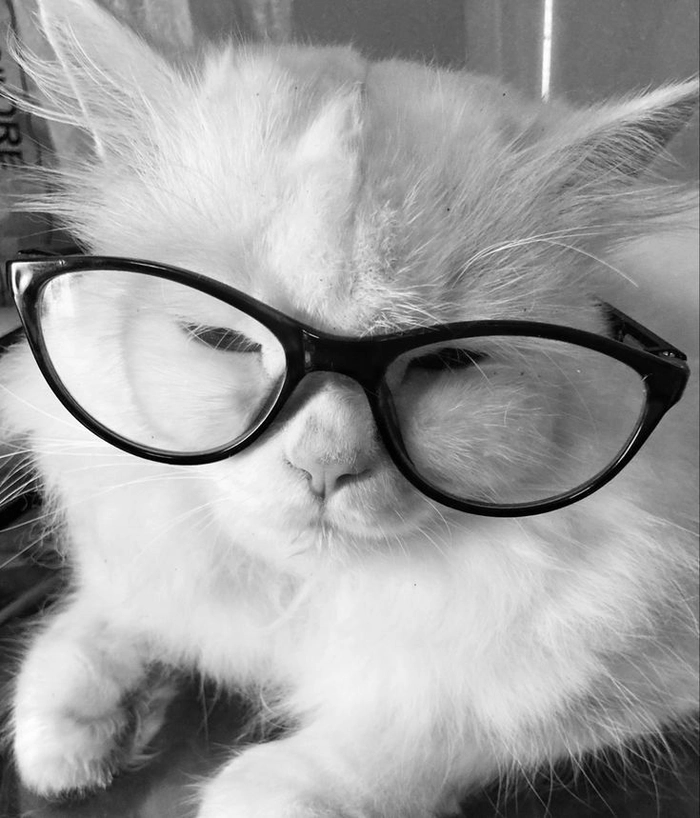 aesthetic white cat pfp
