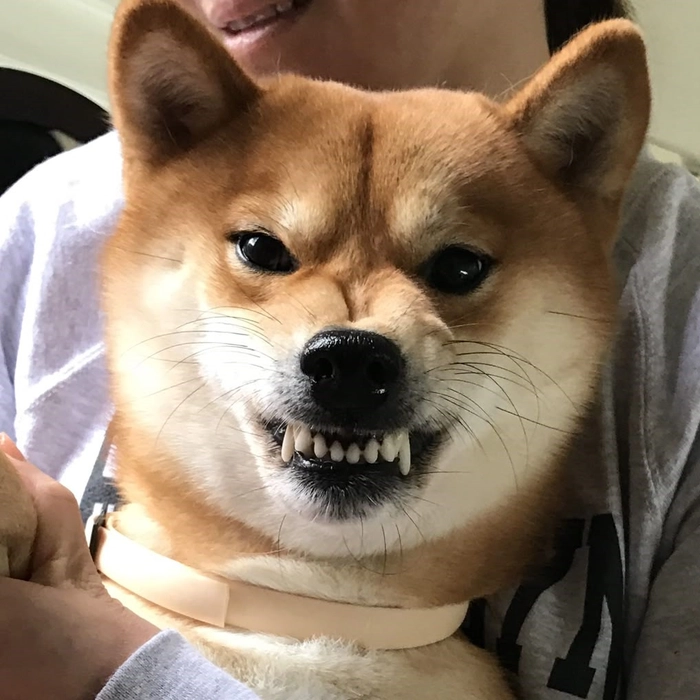 angry dog pfp