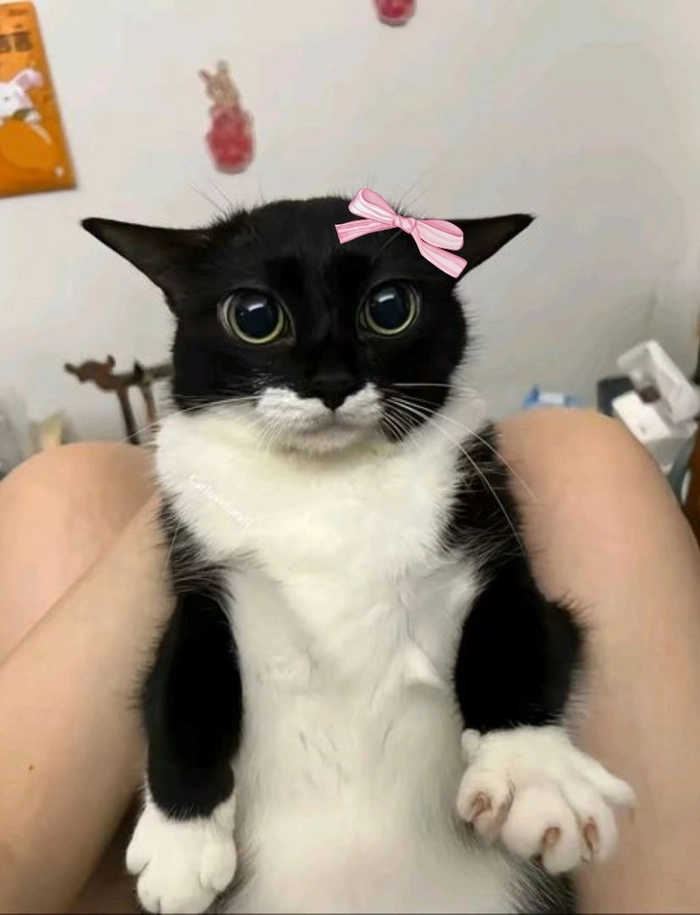 black and white cat pfp aesthetic