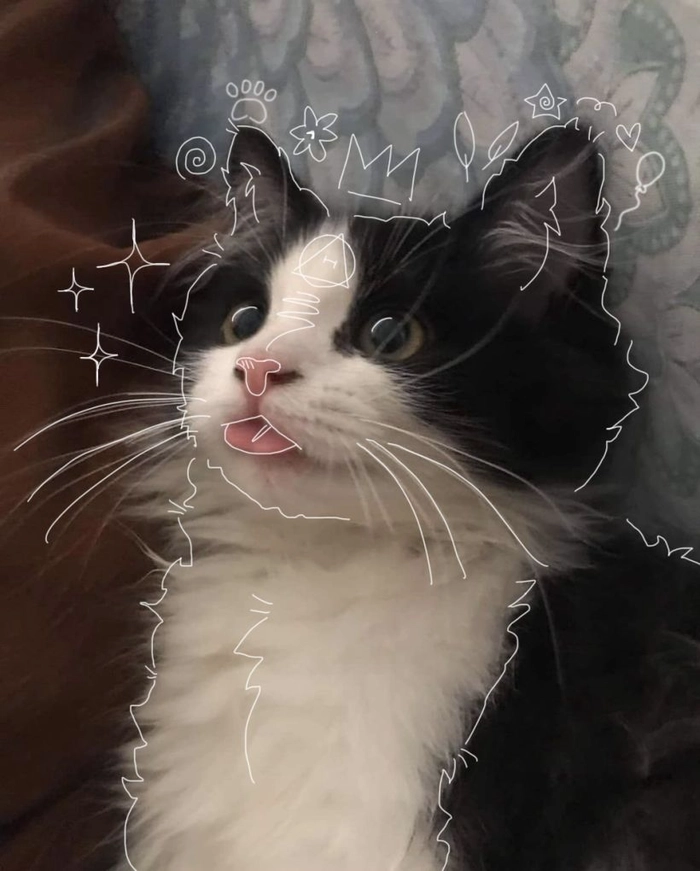 black and white cat therian pfp