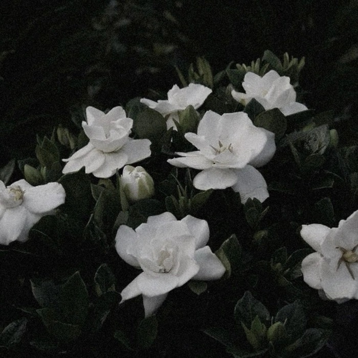 black and white flower pfp