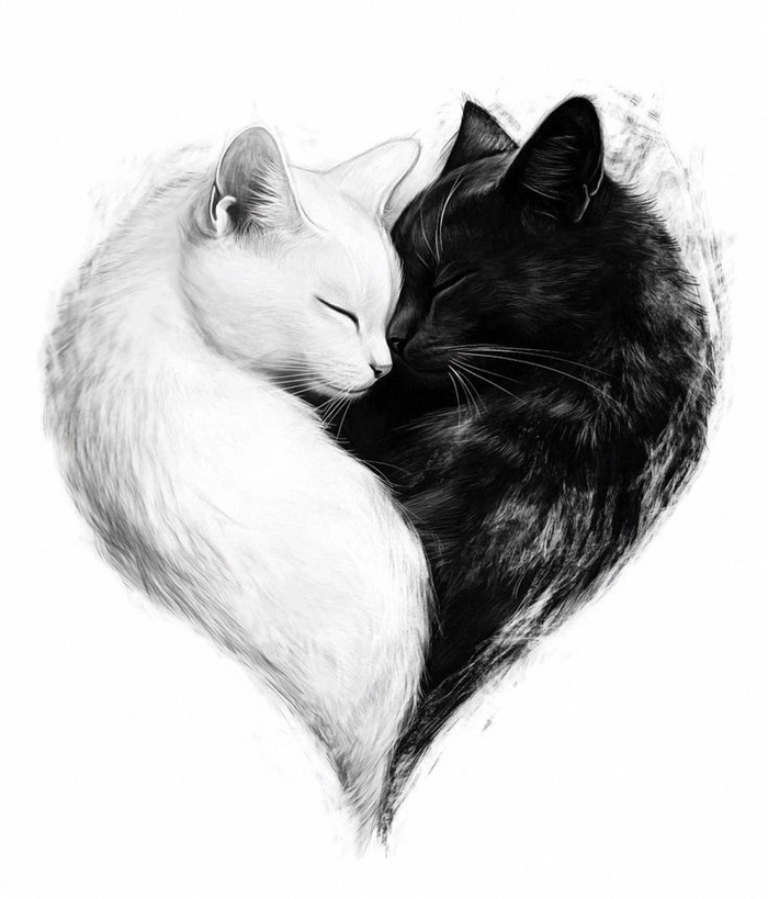 black cat and white cat pfp