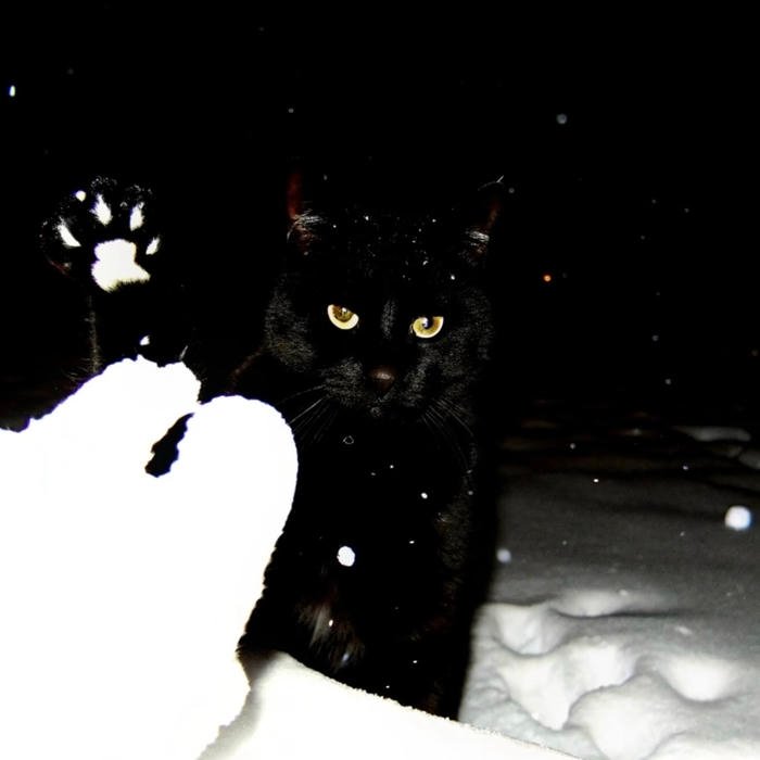 black cat pfp aesthetic for profile themes