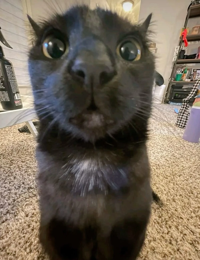 black cat pfp meme