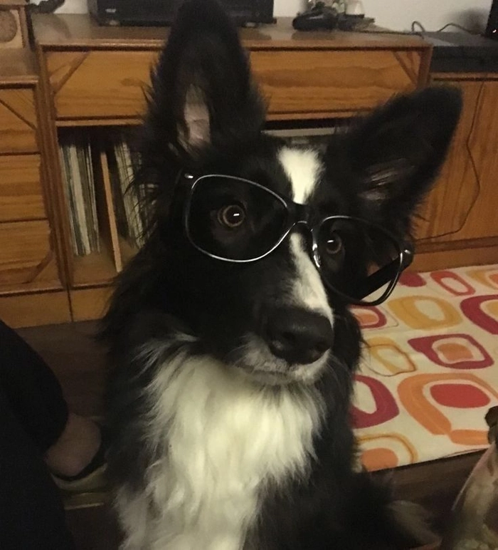 black dog cuti pfp
