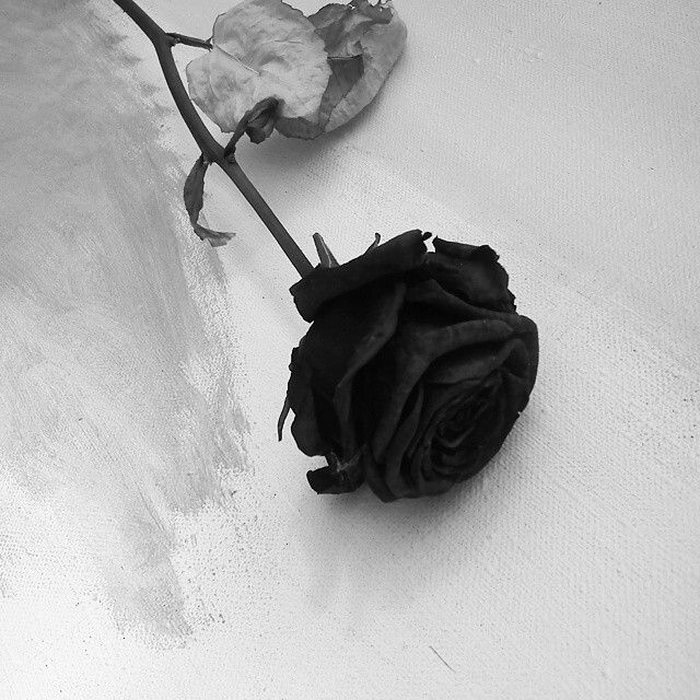 black rose pfp aesthetic