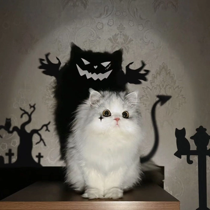 black white cat pfp