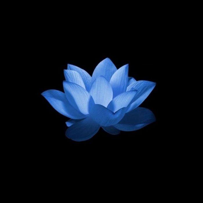 blue lotus pfp