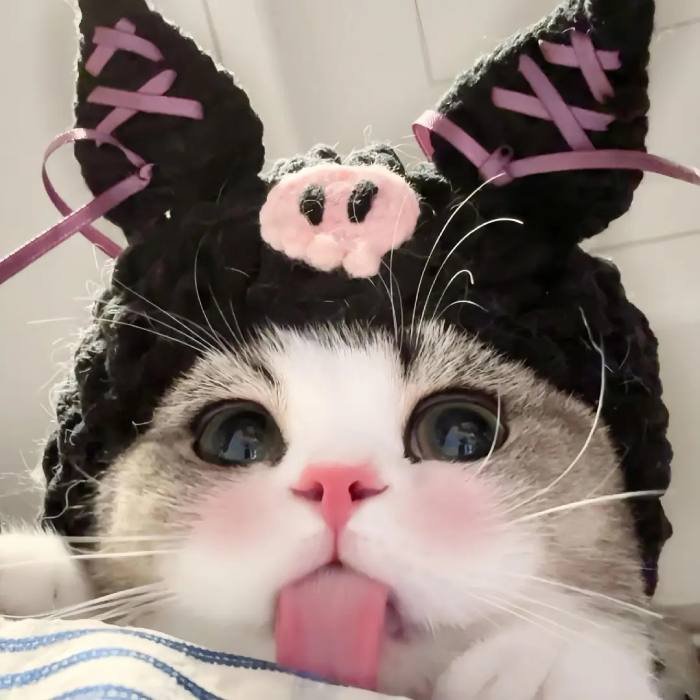 calm mood cute cat pfp profile