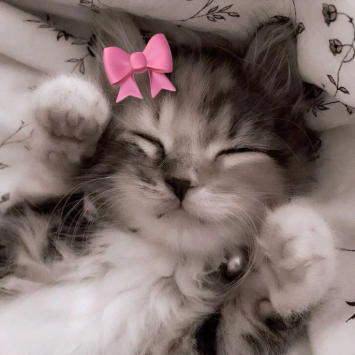 cat coquette pfp