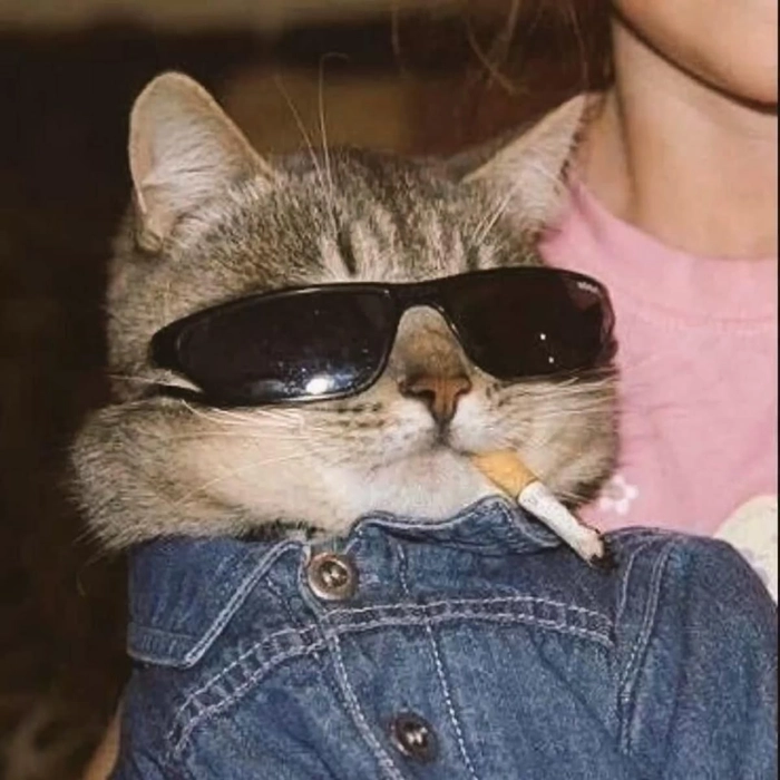 cat smoking pfp