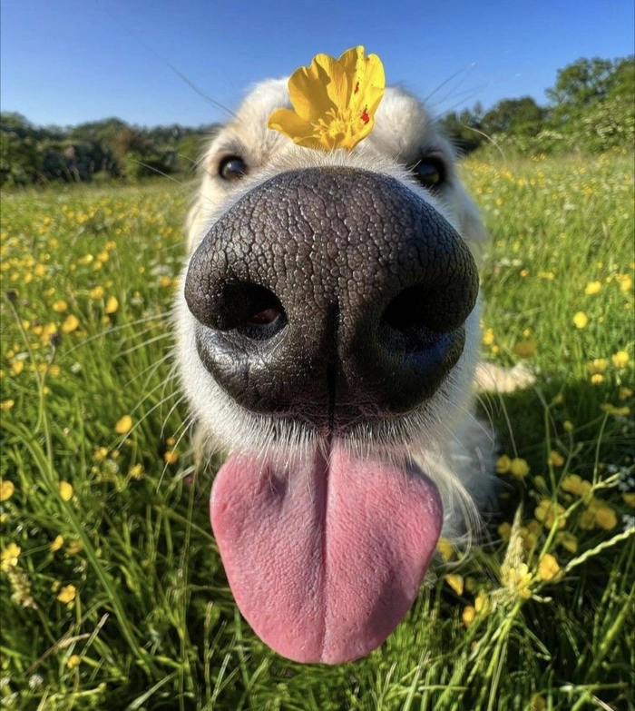 chill dog pfp