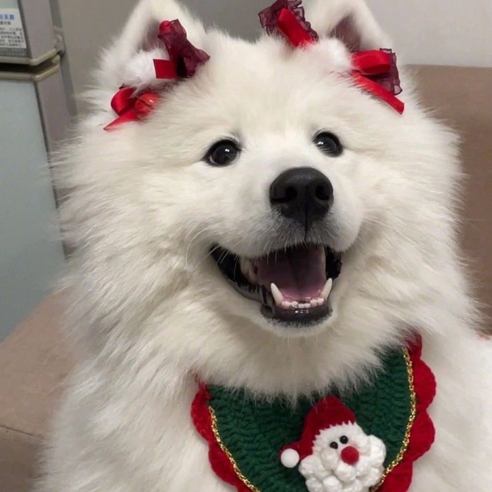 christmas dog pfp
