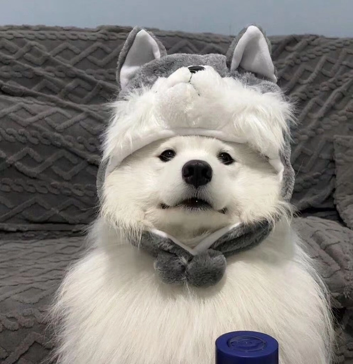cool dog pfp