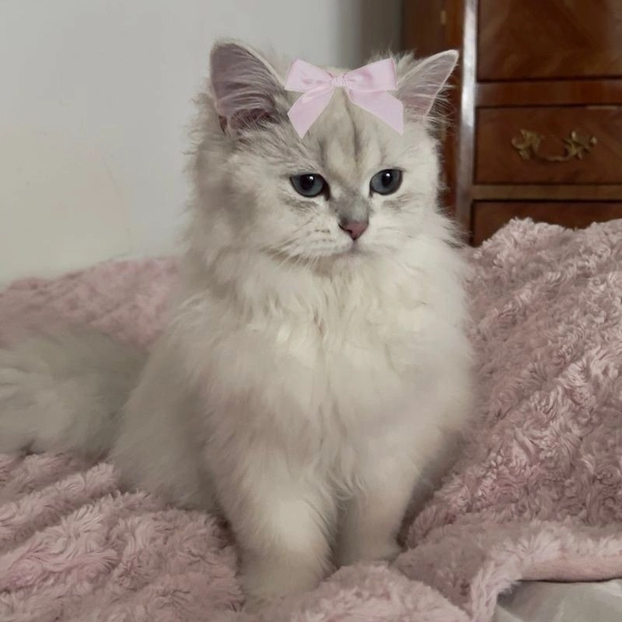 coquette kitten pfp