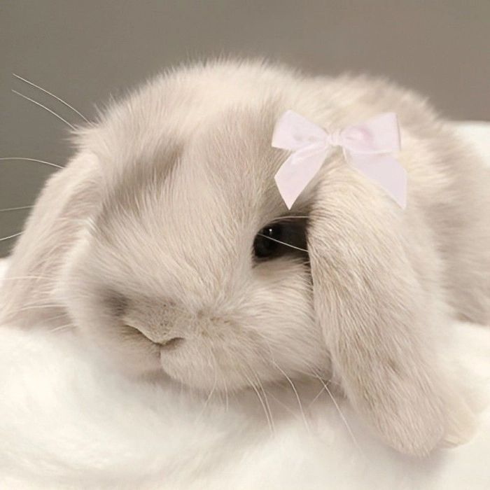 coquette pfp bunny