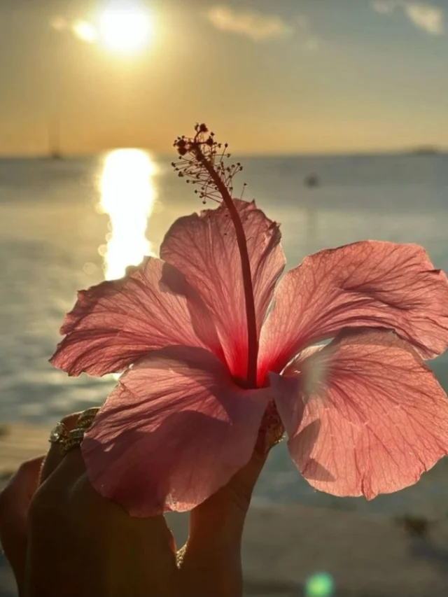 cropped-hibiscus-flower-pfp.webp