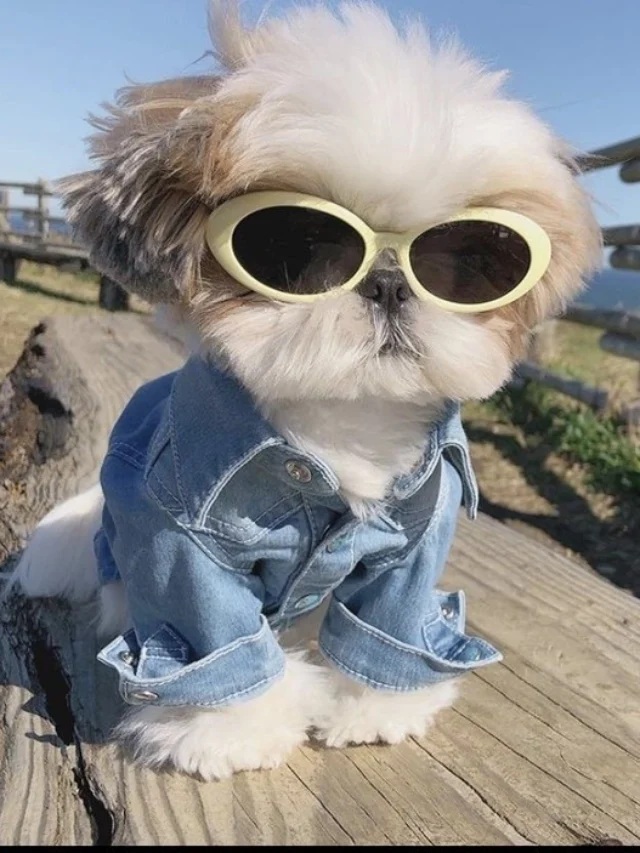 Top 225+ dog PFP ideas cute funny and aesthetic styles