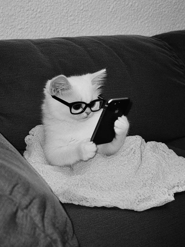 white cat pfp aesthetic
