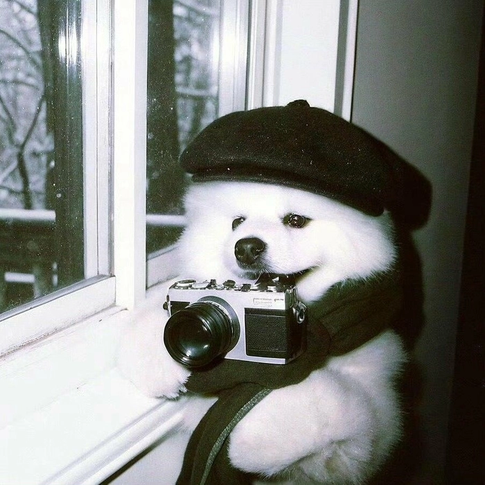 cute animal pfp for boys
