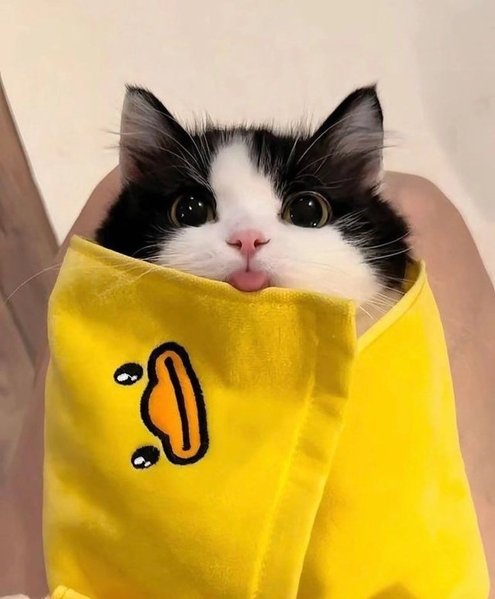 cute cat for pfp