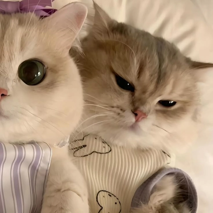 cute cat matching pfp for discord boy