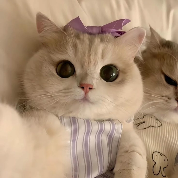 cute cat matching pfp for discord girl