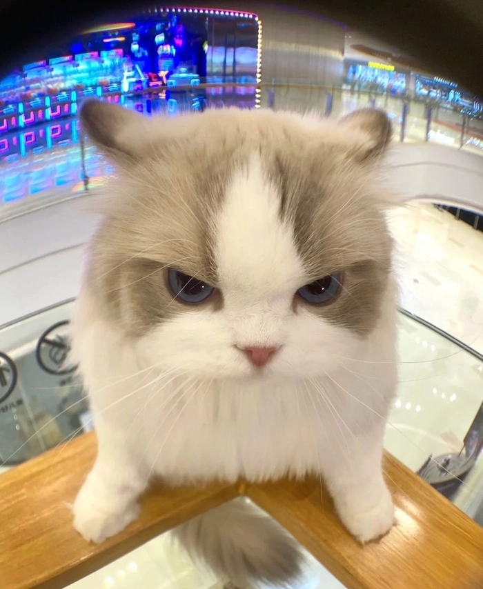 cute cat pfp aesthetic