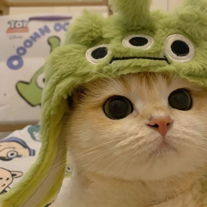 cute cat pfp for discord matching boy