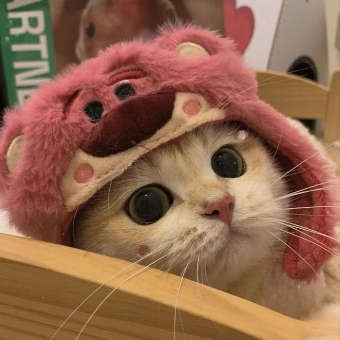 cute cat pfp for discord matching girl