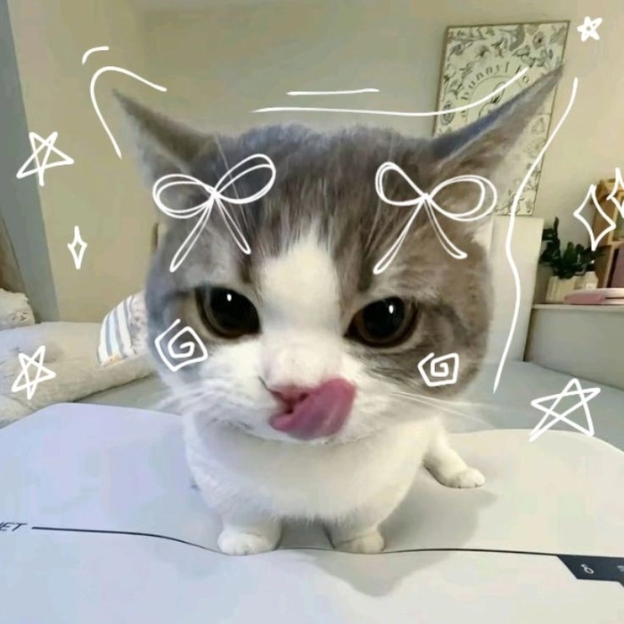 cute cat pfp for discord