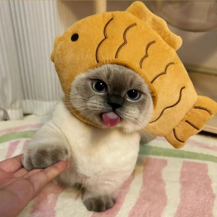 cute cat pfp for instagram