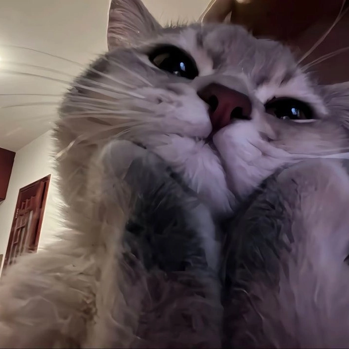 cute cat pfp for tiktok