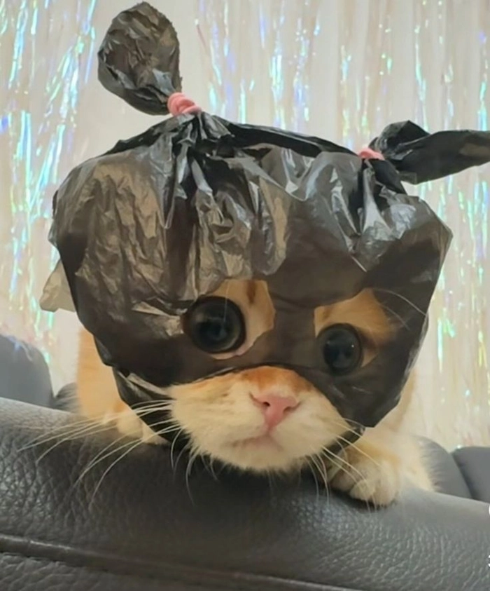 cute cat pfp funny