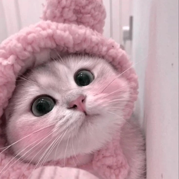 cute cat pfp pink