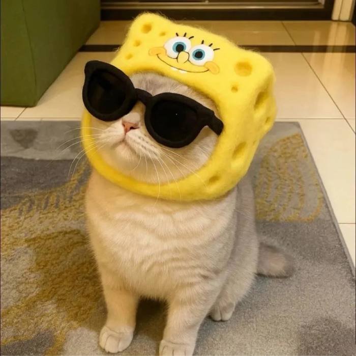 cute cat pfp simple clean style