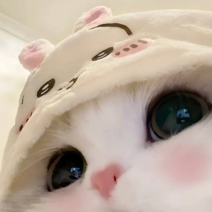 cute cat pfp sleepy expression