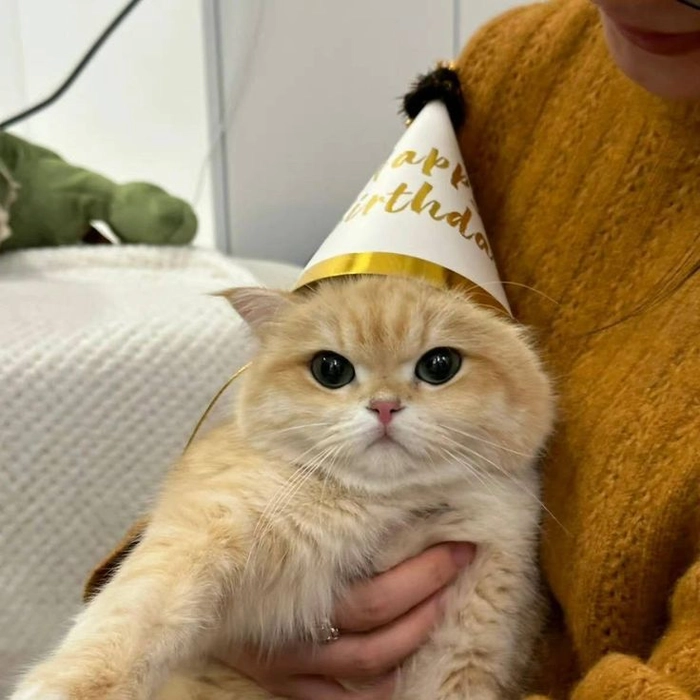 cute cat pfps for discord