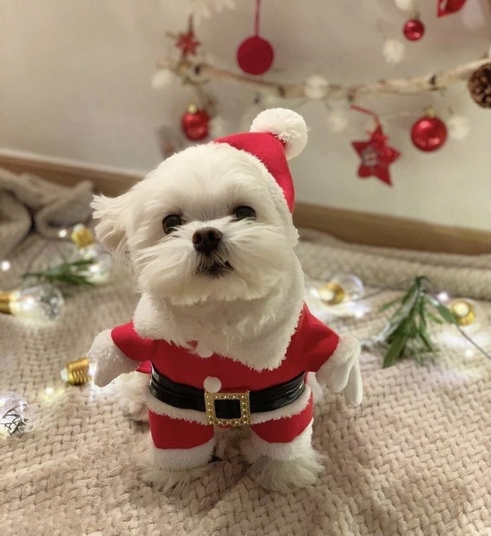 cute christmas dog pfp