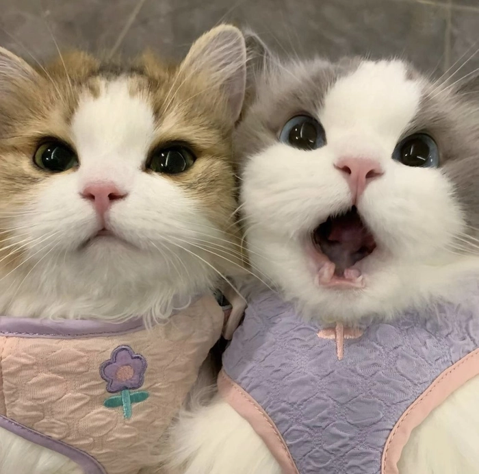cute couple pfp for discord