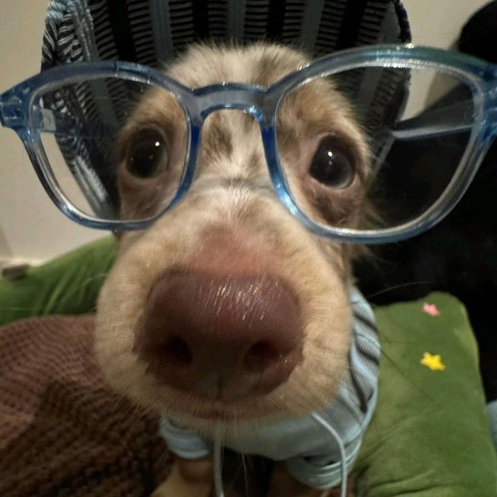 cute dog pfp aesthetic