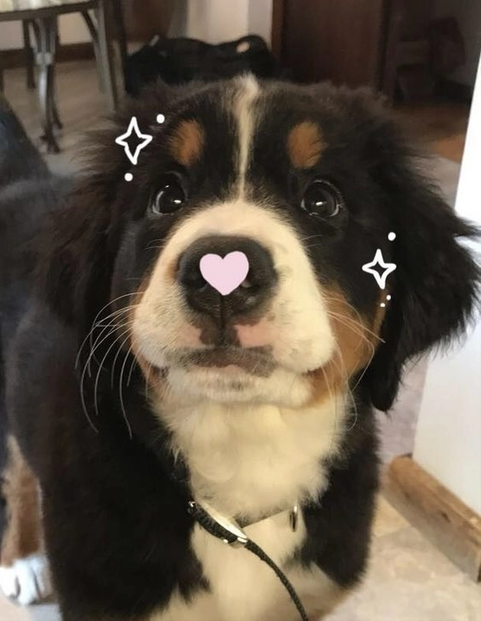 cute dog pfp for discord
