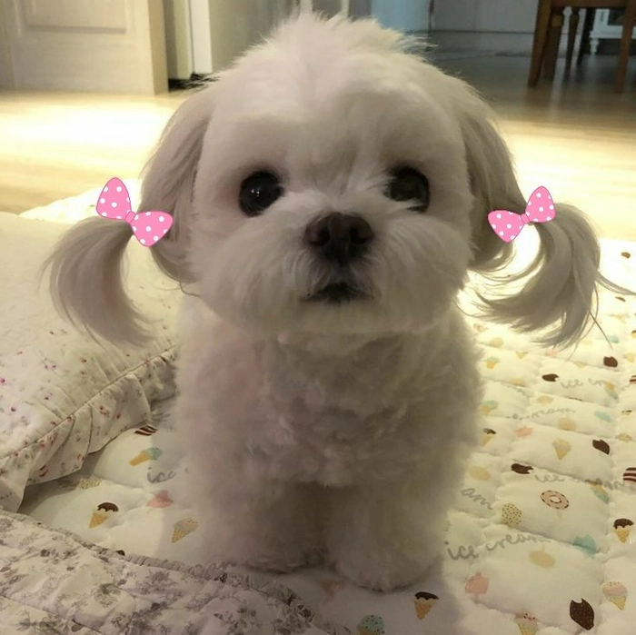 cute dog pfp for instagram