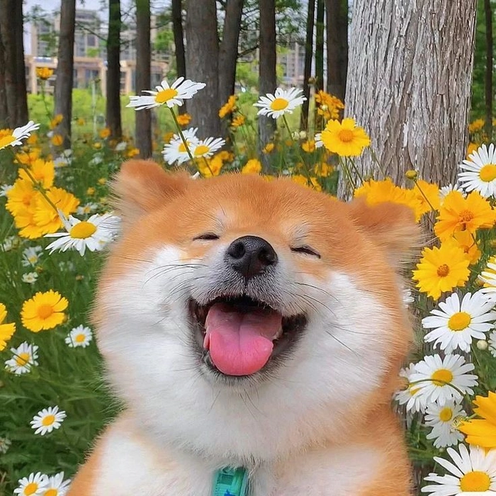 cute dog pfp