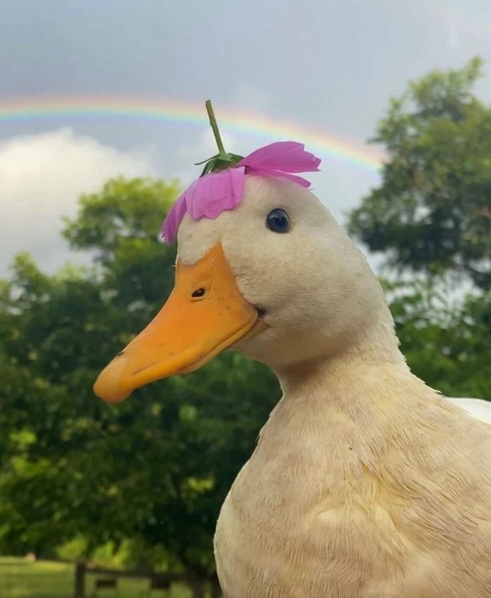cute duck pfp aesthetic